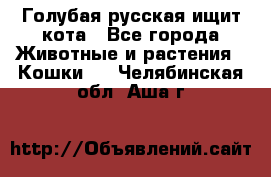 Голубая русская ищит кота - Все города Животные и растения » Кошки   . Челябинская обл.,Аша г.